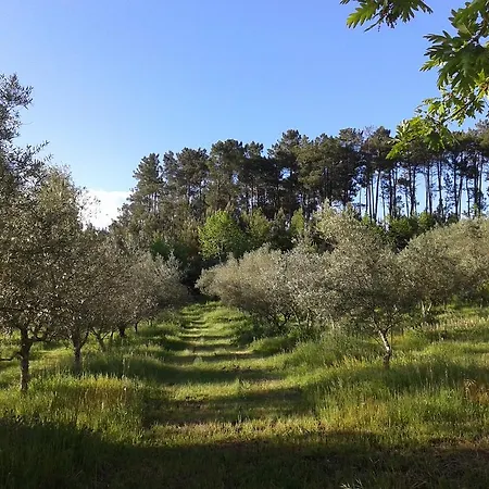 Orange Olives - Quinta Chao De Galizes * Oliveira do Hospital