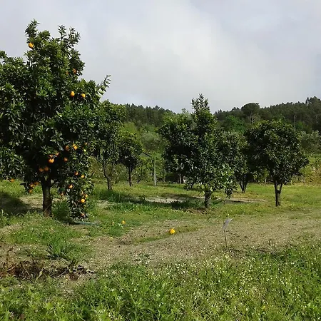 Σπίτι διακοπών Orange Olives - Quinta Chao De Galizes Oliveira do Hospital