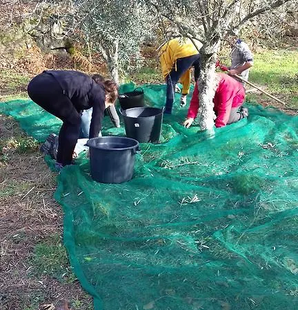 Σπίτι διακοπών Orange Olives - Quinta Chao De Galizes Oliveira do Hospital