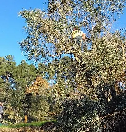 Orange Olives - Quinta Chao De Galizes Σπίτι διακοπών Oliveira do Hospital