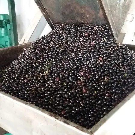 Σπίτι διακοπών Orange Olives - Quinta Chao De Galizes *