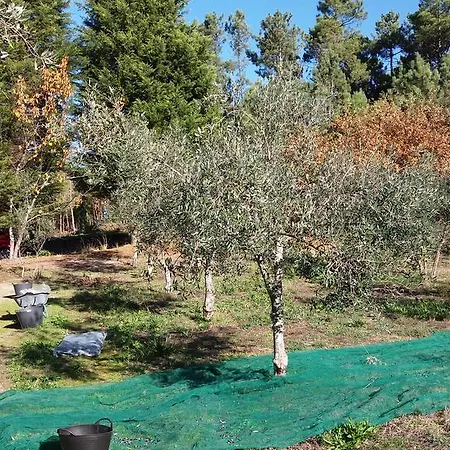Orange Olives - Quinta Chao De Galizes